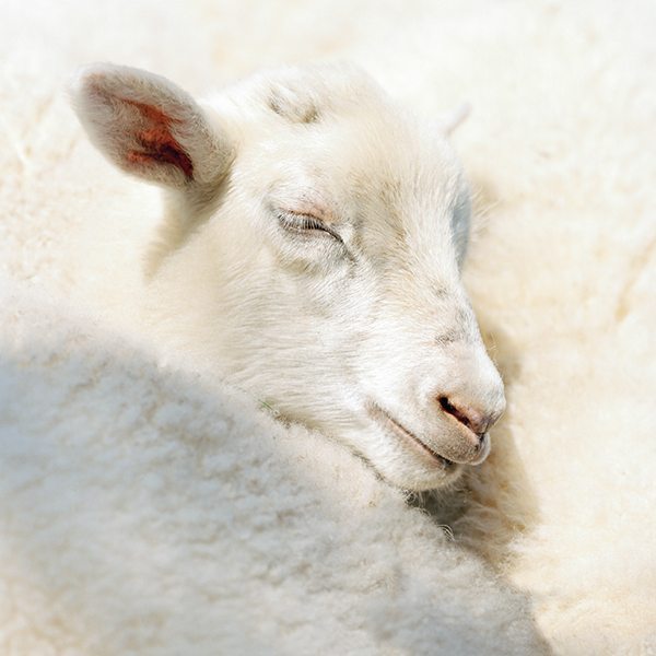 dormiente_Schurwolle